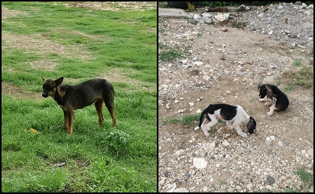 Fotos: Fredy Martín Pérez / EL UNIVERSAL