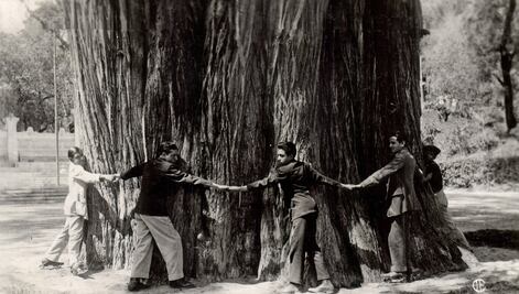 El ahuehuete, árbol nacional y ofrenda en tiempos prehispánicos