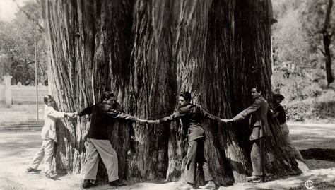 El ahuehuete, árbol nacional y ofrenda en tiempos prehispánicos