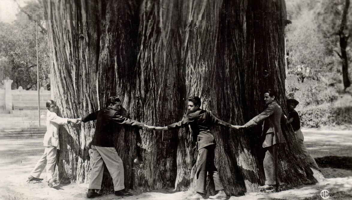 Ahuehuete conocido como "El Sargento" del Bosque de Chapultepec Foto: El Universal, archivo 