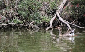 Esta es la historia de Baltazar, el cocodrilo poblano; fue abandonado en una laguna