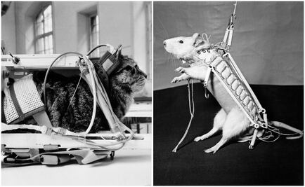 La NASA tiene en el espacio ratones, peces y gusanos