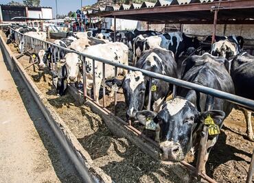 Cuenca lechera, de la gloria al ocaso
