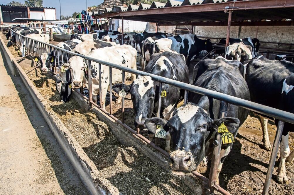 El Tratado de Libre Comercio dio la posibilidad de importar a México sueros y polvos de leche —que son prácticamente desechos del lácteo— y con ello los productores se vieron afectados, sobre todo en Tizayuca, Hidalgo, donde hace 40 años surgió la cuenca.