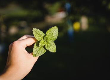 Que no te engañen: estas son las diferencias entre menta y hierbabuena