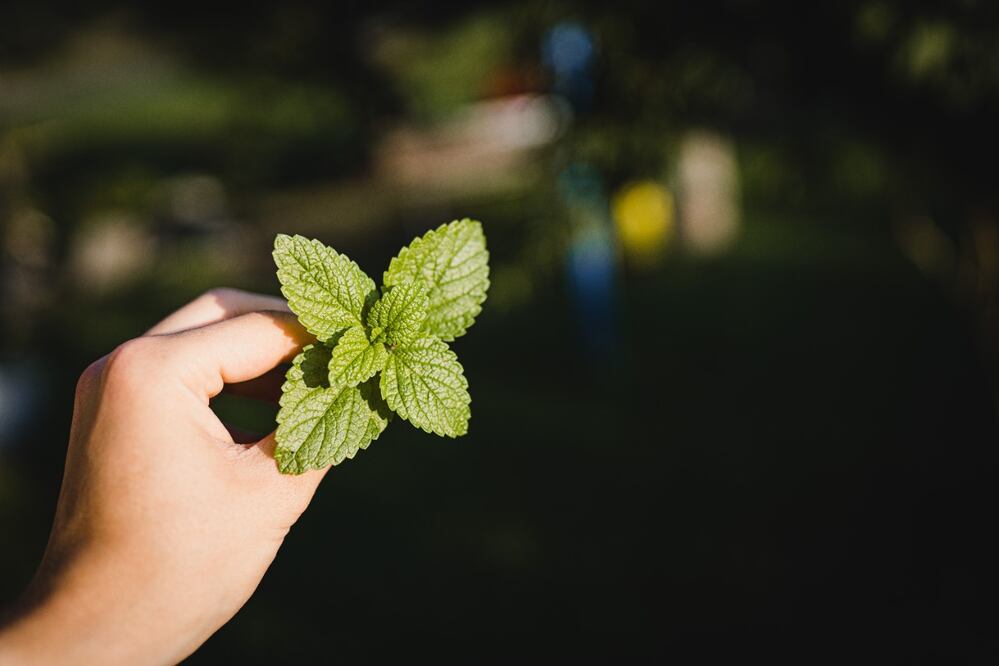 La yerbabuena y la menta forman parte de la misma familia de las lamiaceae. Foto: Carlos Lindner / Unsplash