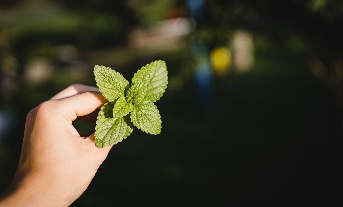 La yerbabuena y la menta forman parte de la misma familia de las lamiaceae. Foto: Carlos Lindner / Unsplash