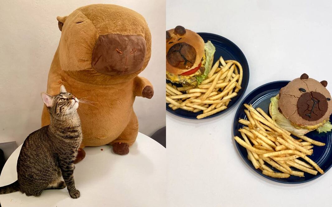 Fotos: Catfecito de Gato Gazzu Cat Cafe