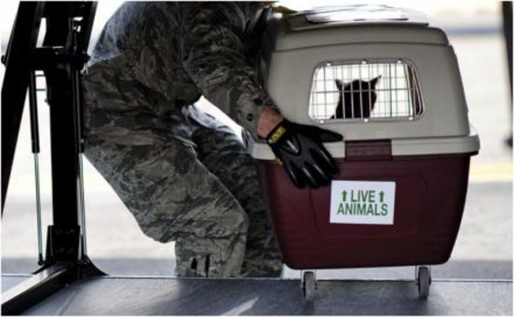 Lo que debes saber si viajas en avión con tu mascota