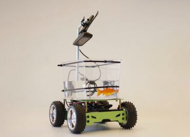 Peces ahora pueden conducir un vehículo con este invento