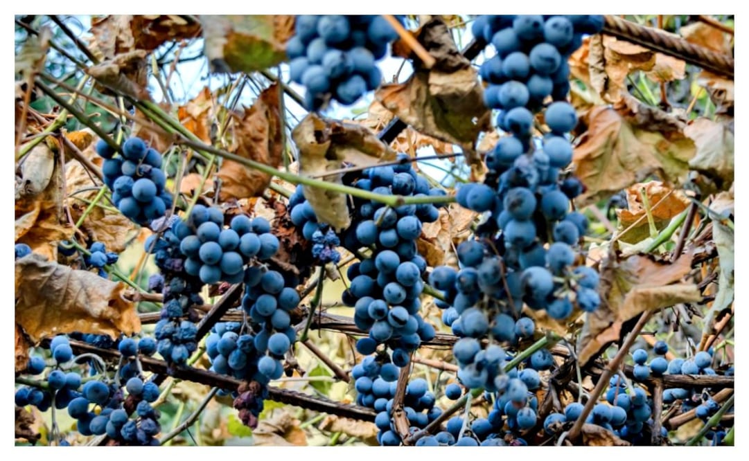 En el 2015 Bulgaria alcanzó una producción de uva de 200 millones de kilos.