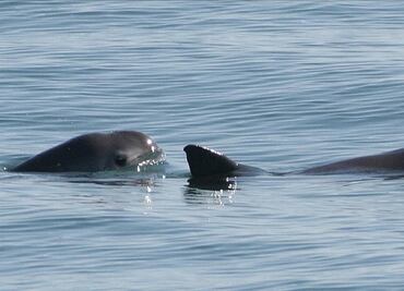 Comisión del T-MEC acusa a México de incumplir en protección de la vaquita marina; advierte peligro crítico de extinción