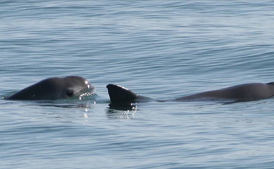 La vaquita marina es una especie de cetáceo en peligro de extinción. Foto: Semarnat y UNAM
