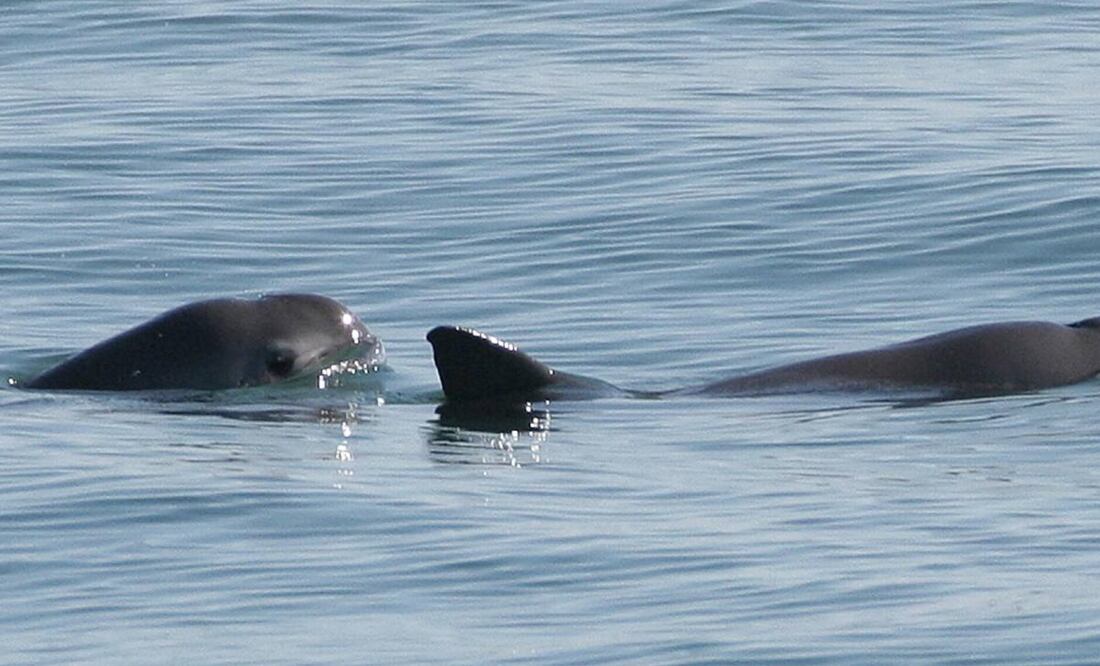 La vaquita marina es una especie de cetáceo en peligro de extinción. Foto: Semarnat y UNAM