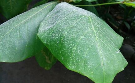 Activan monitoreo preventivo por caída de ceniza en Chiapas