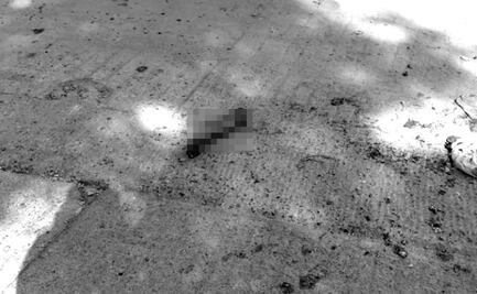 Alarma perro que paseaba con brazo humano en el hocico en calles de Oaxaca 