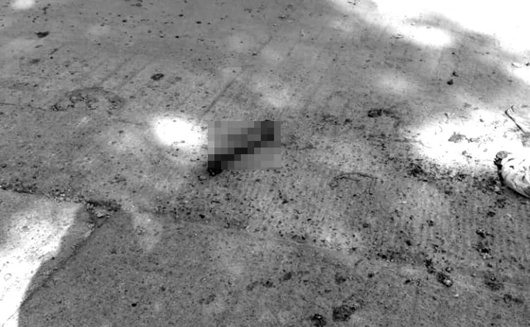 Alarma perro con brazo humano en el hocico paseando en calles de la ciudad de Oaxaca. Foto: Especial