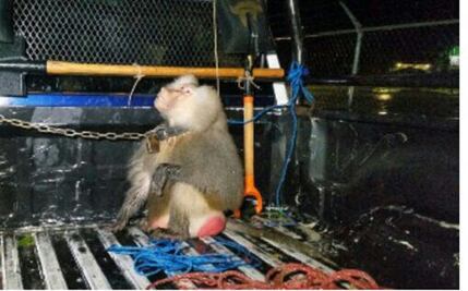 Ataca mono babuino a niña en Puerto Escondido, Oaxaca