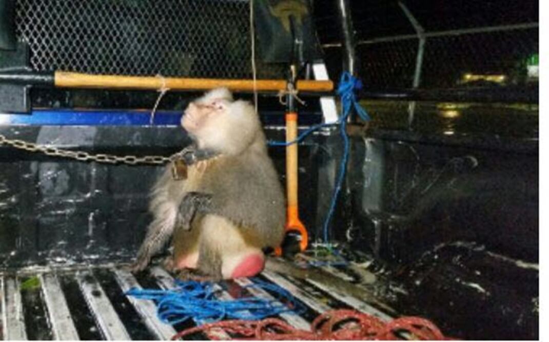Habitantes lograron atrapar al babuino para ponerlo a disposición de las instancias respectivas (Foto: Especial)