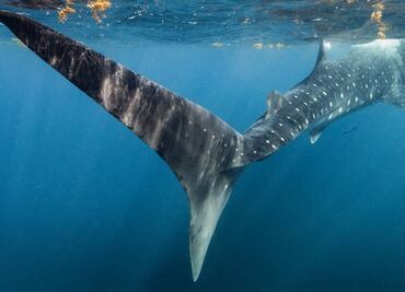 Los tiburones ballena de El Azul mexicano
