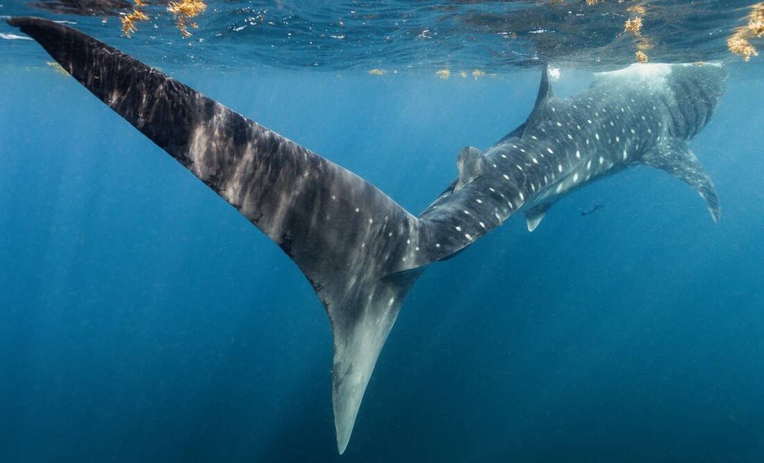 Los tiburones ballena de El Azul mexicano