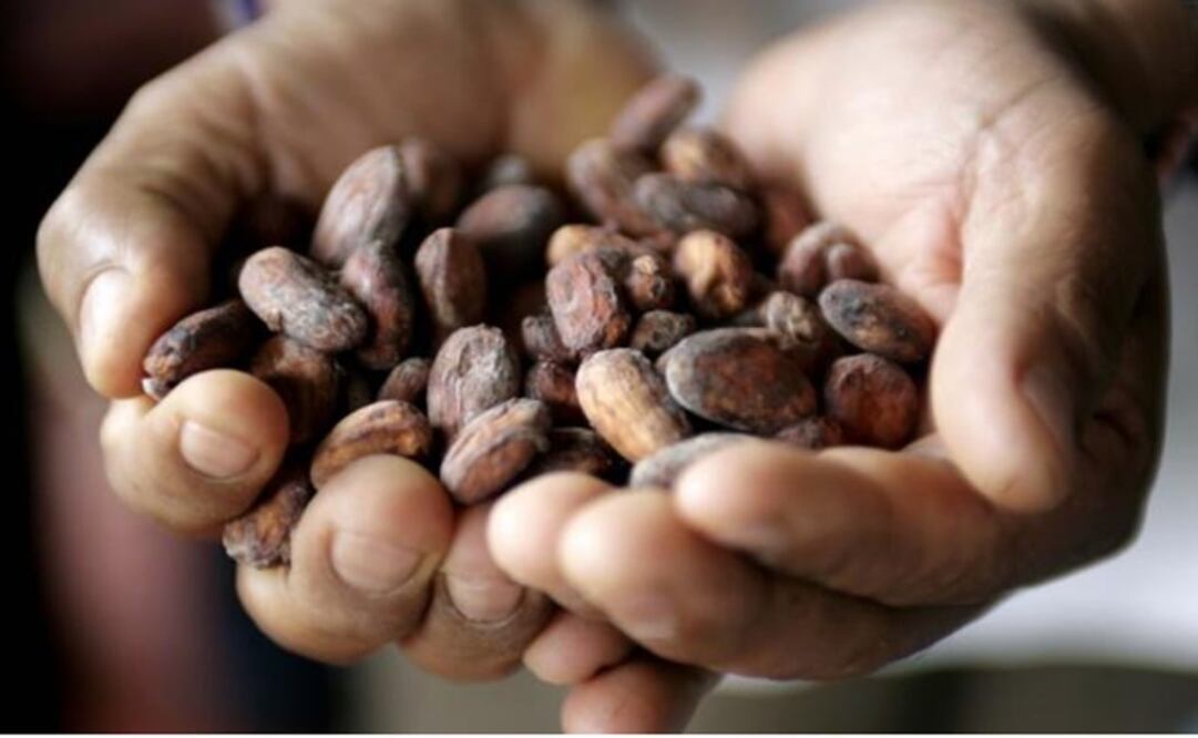 Cacao seeds - Photo: Mariana Bazo/REUTERS