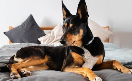 ¿Todos los perros de raza son más propensos a enfermarse? la ciencia responde este mito; descubre la verdad