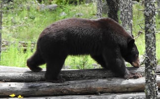 VIDEO: Liberan a oso negro "Ba'wi" en Chihuahua; en 2025 fue rescatado con lesiones tras los incendios forestales