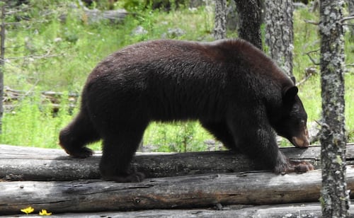 VIDEO: Liberan a oso negro "Ba'wi" en Chihuahua; en 2025 fue rescatado con lesiones tras los incendios forestales