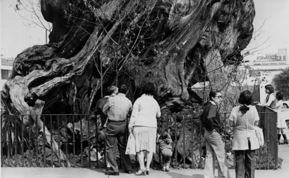 La leyenda del árbol de la Noche Triste a 40 años de su incendio