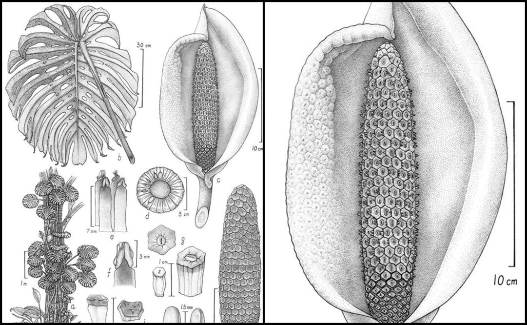The "Margaret Flockton" award commemorates the artists’ contribution to Australian scientific botanical illustration, and is sponsored by the Maple Brown Family - Photo: Taken from the Royal Botanic Garden's official Facebook page