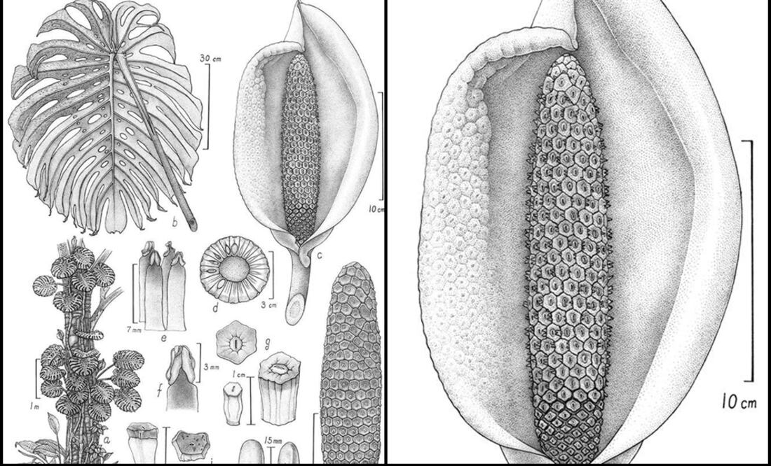 The "Margaret Flockton" award commemorates the artists’ contribution to Australian scientific botanical illustration, and is sponsored by the Maple Brown Family - Photo: Taken from the Royal Botanic Garden's official Facebook page