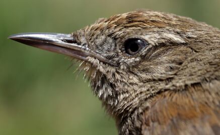 Una de cada 8 especies de aves en el mundo está en riesgo de extinción