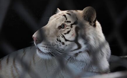 Zoológico de Reynosa exhibe a tres nuevos felinos