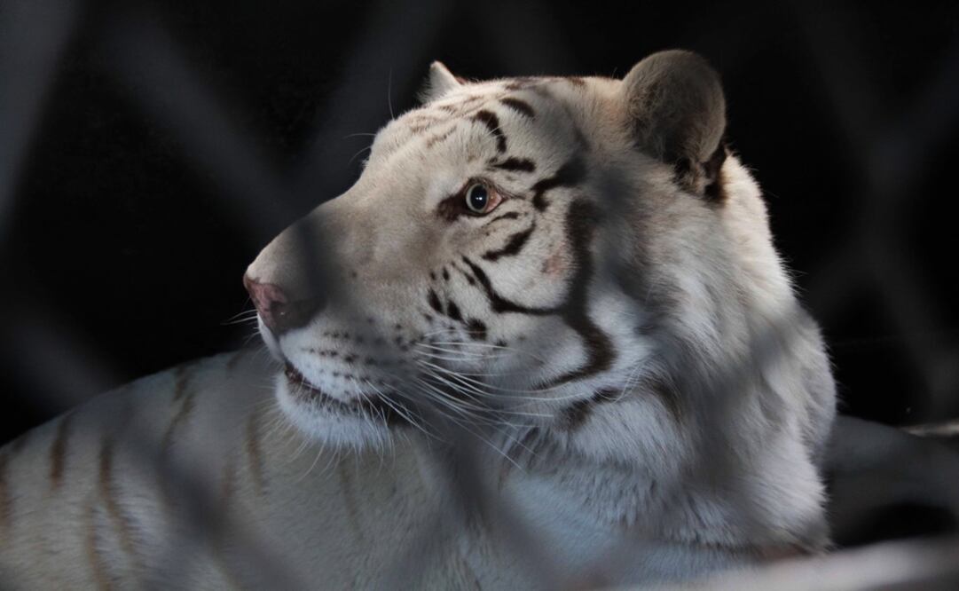 Foto: Archivo/Notimex 