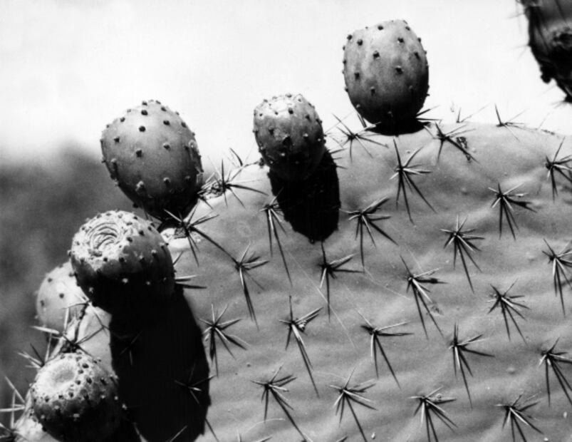 La gastronomía representada en el Escudo Nacional