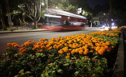 Inicia la plantación de 210 mil piezas de cempasúchil en vialidades primarias de la CDMX