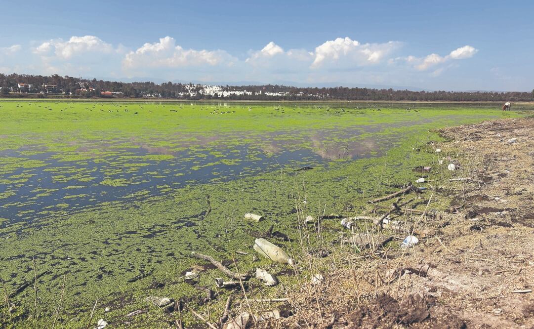El rescate del Lago de Guadalupe forma parte del Plan Maestro de la Presidenta, que busca sanear cuerpos de agua, informaron alcaldes. Foto: de ARTURO CONTRERAS. EL UNIVERSAL