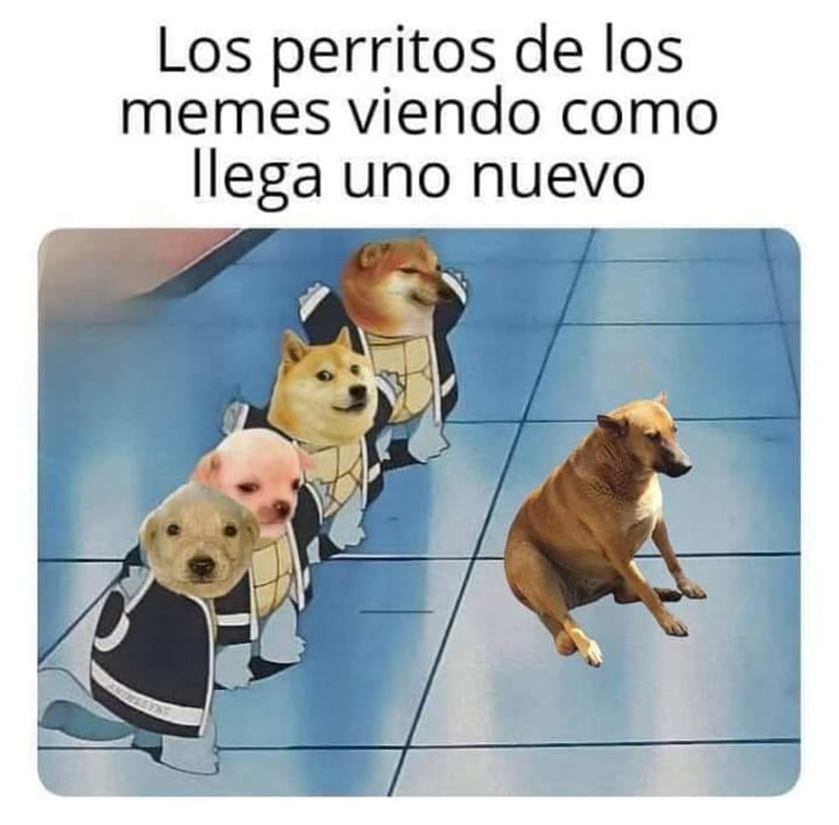 Surge el