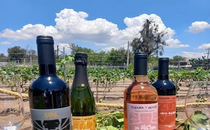 Disfruta de un viaje multisensorial en el viñedo “Tierra y Almas” en Hidalgo