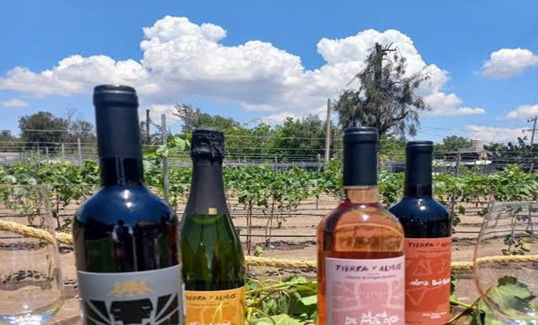 Viñedo “Tierra y Almas” en hidalgo. Foto: Especial