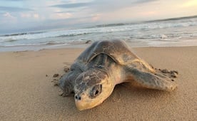 Día Mundial de las Tortugas: Profepa hace un llamado a combatir el tráfico ilegal de especies; así puedes denunciar