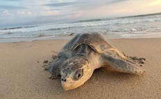 Día Mundial de las Tortugas: Profepa hace un llamado a combatir el tráfico ilegal de especies; así puedes denunciar