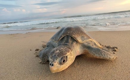 Día Mundial de las Tortugas: Profepa hace un llamado a combatir el tráfico ilegal de especies; así puedes denunciar