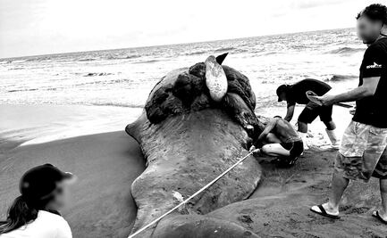 Ballena embarazada muere al chocar con un barco en Colima; Profepa aplica protocolo de sepultamiento