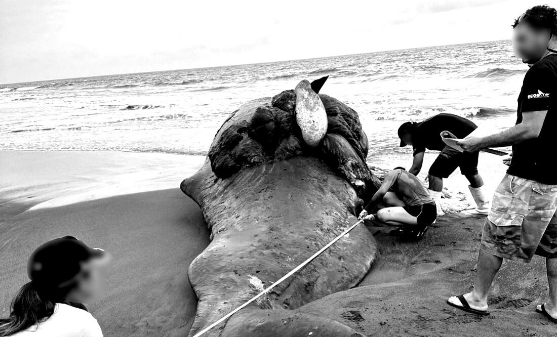 Una ballena tipo cachalote, que se encontraba en estado de gestación, quedó varada en las costas de Cuyutlán, Colima, tras chocar con una embarcación. Foto: Especial