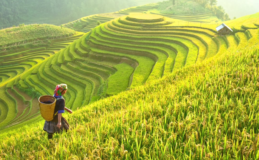 El distrito de Sapa, al norte de Vietnam, es mundialmente conocido por sus arrozales. (Foto: iStock)