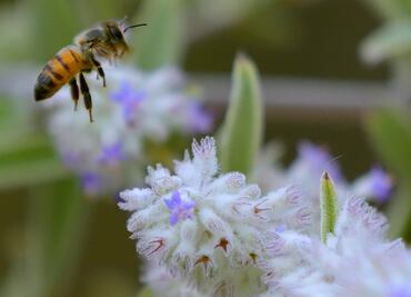 Sin abejas habría crisis alimentaria