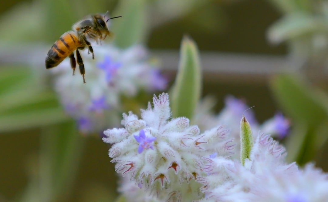 Foto: EFE/Carlos Zepeda, archivo
