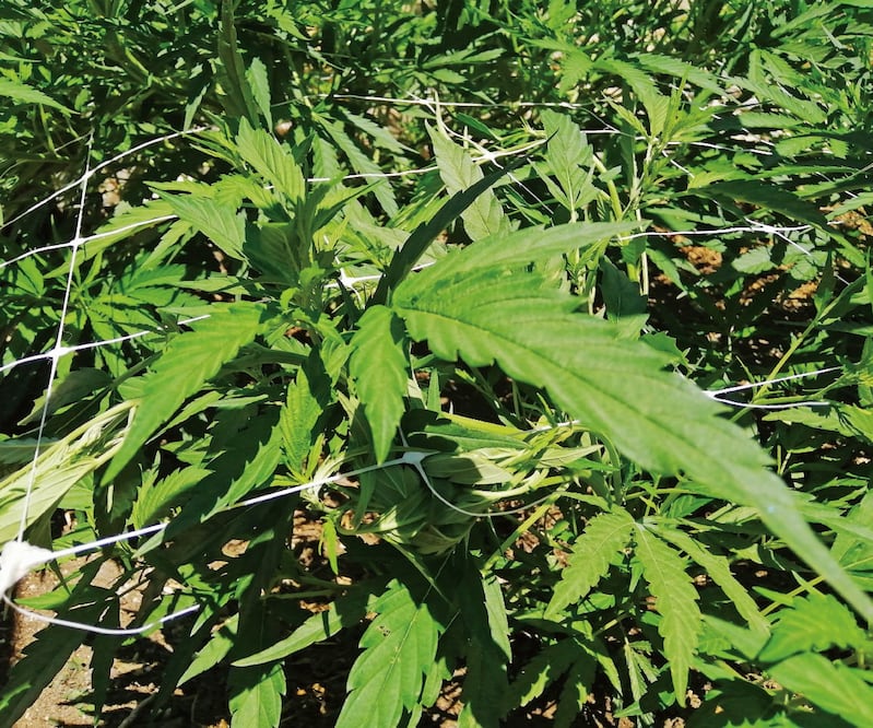 Oaxaca tiene la capacidad de liderar la industria nacional de cannabis, pues tiene las condiciones, afirman productores. Foto: Juan Carlos Zavala/EL UNIVERSAL